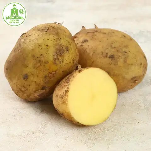 Картофель